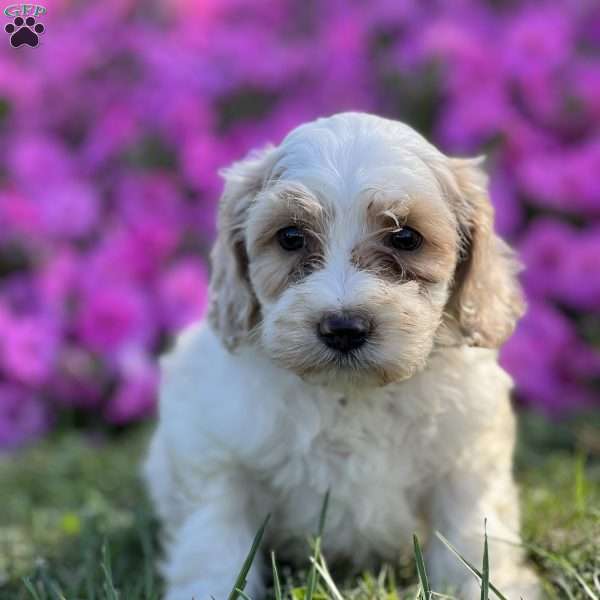 Dash, Cockapoo Puppy