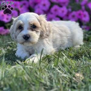 Dash, Cockapoo Puppy