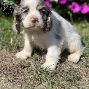 Tucker, Cocker Spaniel Puppy