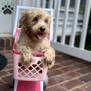 Brittany, Mini Labradoodle Puppy