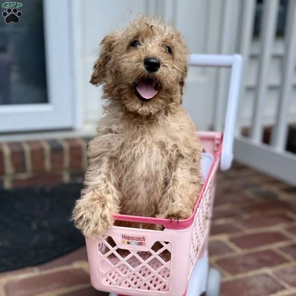 Brittany, Mini Labradoodle Puppy