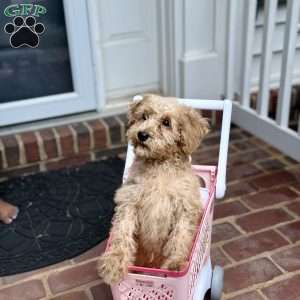 Brittany, Mini Labradoodle Puppy