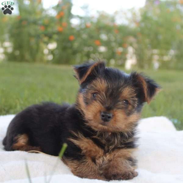 Teddy, Yorkie Puppy