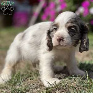 Tucker, Cocker Spaniel Puppy
