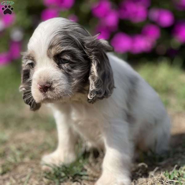 Tucker, Cocker Spaniel Puppy