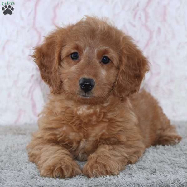 Rose, Mini Goldendoodle Puppy