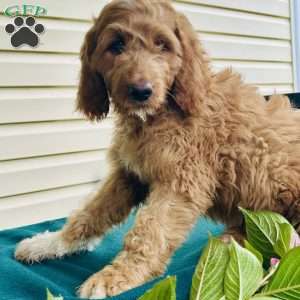 Bubbles, Goldendoodle Puppy