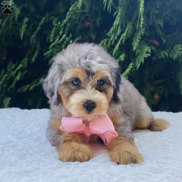 Annabel, Bernedoodle Puppy
