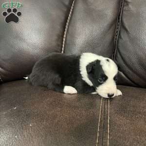 Winchester, Border Collie Puppy