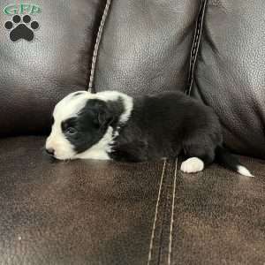 Winchester, Border Collie Puppy