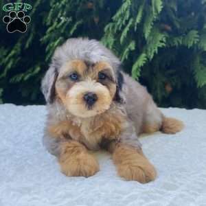 Annabel, Bernedoodle Puppy