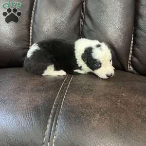 Ruger, Border Collie Puppy