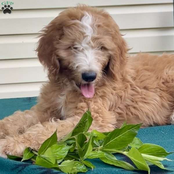 Hunter, Goldendoodle Puppy