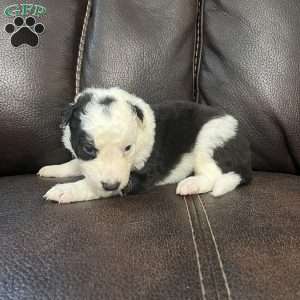 Ruger, Border Collie Puppy