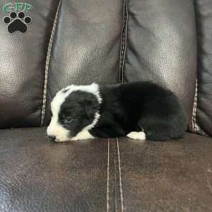 Arrow, Border Collie Puppy