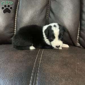 Arrow, Border Collie Puppy