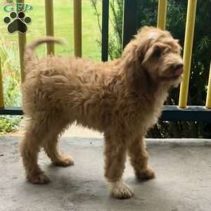 Bubbles, Goldendoodle Puppy