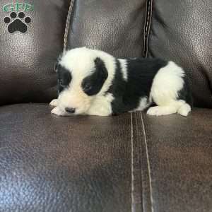 Hunter, Border Collie Puppy