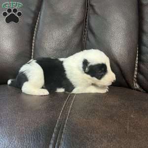 Hunter, Border Collie Puppy