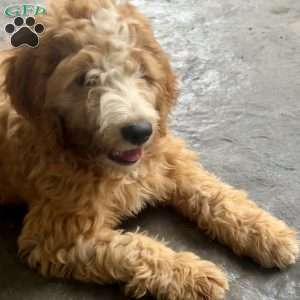Hunter, Goldendoodle Puppy