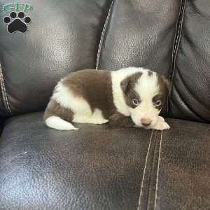 Archer, Border Collie Puppy