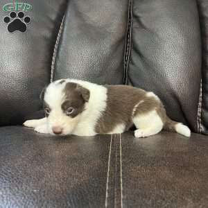Archer, Border Collie Puppy