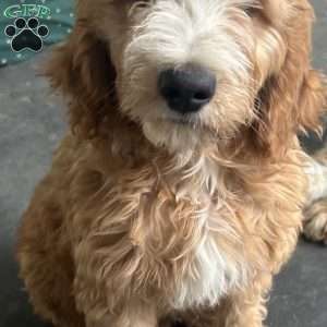 Hunter, Goldendoodle Puppy