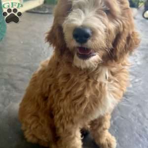 Hunter, Goldendoodle Puppy