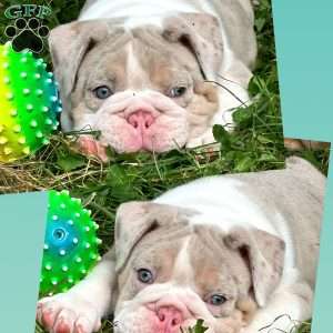 River, English Bulldog Puppy