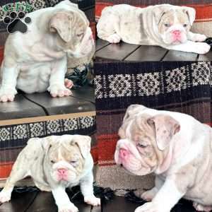 River, English Bulldog Puppy