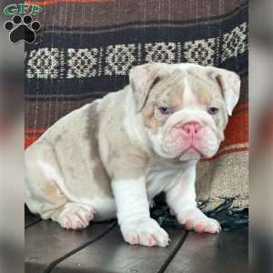 River, English Bulldog Puppy