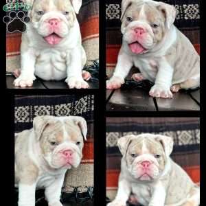 River, English Bulldog Puppy