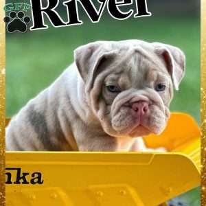 River, English Bulldog Puppy