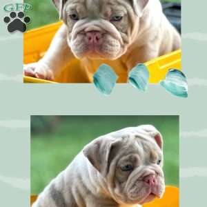 River, English Bulldog Puppy