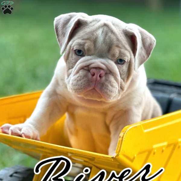 River, English Bulldog Puppy