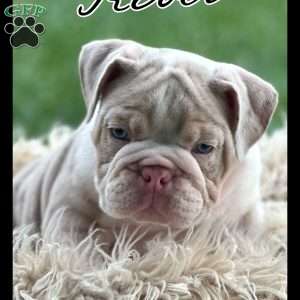 River, English Bulldog Puppy