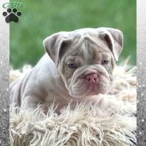 River, English Bulldog Puppy