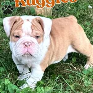 Ruggles, English Bulldog Puppy
