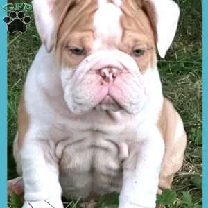 Ruggles, English Bulldog Puppy