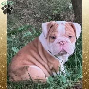 Ruggles, English Bulldog Puppy