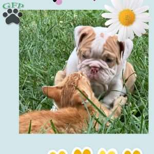 Ruggles, English Bulldog Puppy