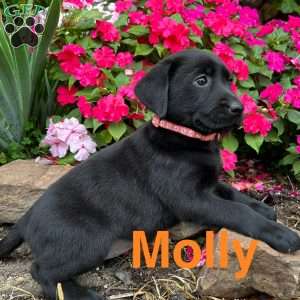 Molly, Black Labrador Retriever Puppy