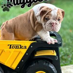 Ruggles, English Bulldog Puppy