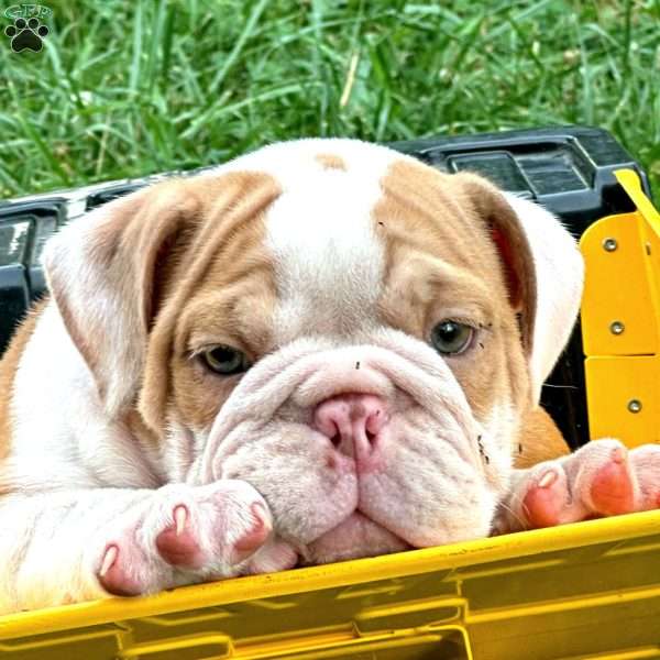 Ruggles, English Bulldog Puppy
