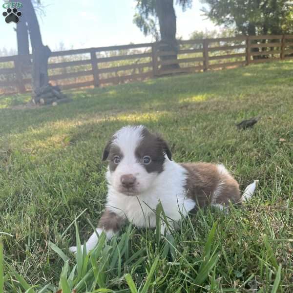 Archer, Border Collie Puppy