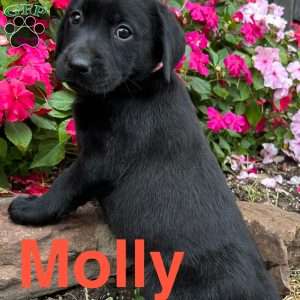 Molly, Black Labrador Retriever Puppy