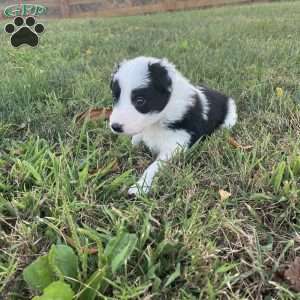 Hunter, Border Collie Puppy