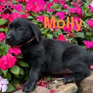 Molly, Black Labrador Retriever Puppy