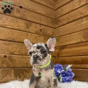 Flynn, French Bulldog Puppy