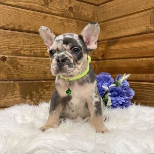Flynn, French Bulldog Puppy